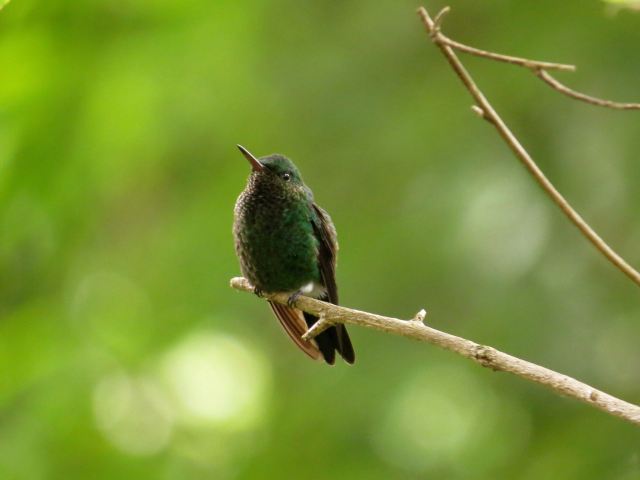 colibri esmeralda orgullosamente caleño